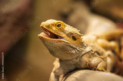 Portrait of a bearded dragon
