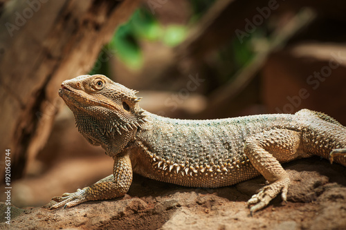 Schilderij op canvas Portrait of a bearded dragon