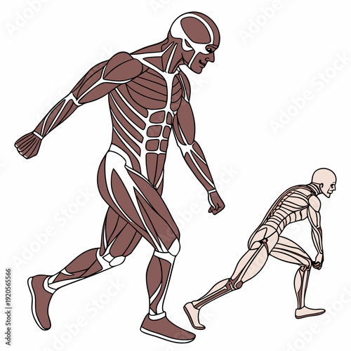 Human muscle anatomy of two runners human body running
