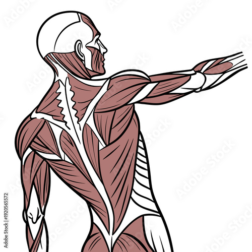 Exposed Muscles of a Man Throwing human anatomy muscle exposed muscles