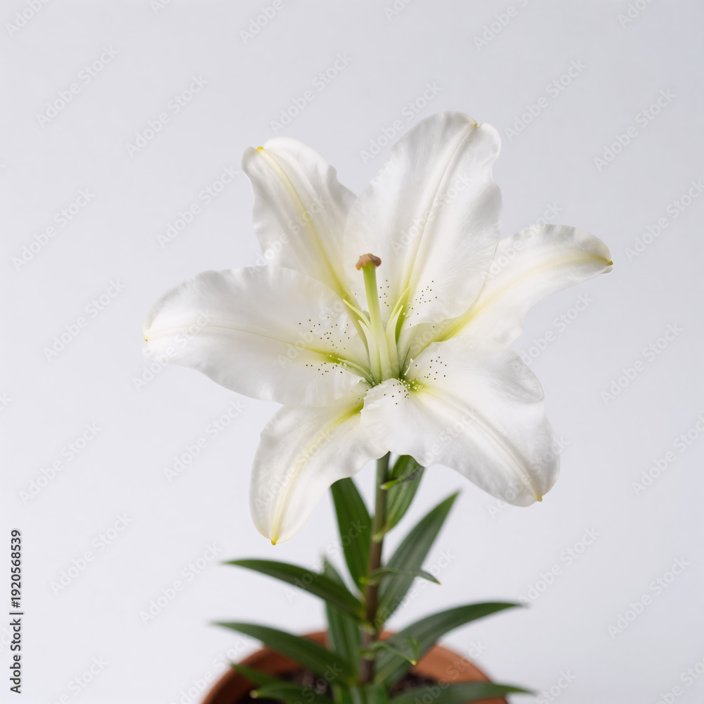 Obraz premium minimalist, easter lily flower in potted plant, isolated on white background