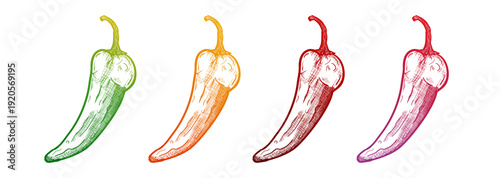 Set of colorful chili peppers, hand drawn vector illustration of spicy vegetables in green, orange, red and pink