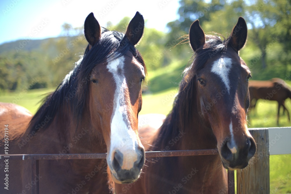 Obraz premium horse in a field