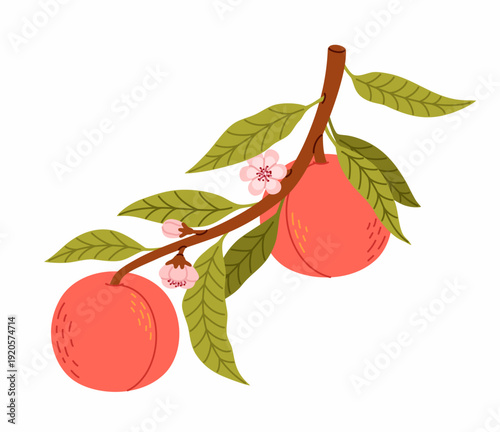 A branch of a peach tree with ripe fruits and flowers.