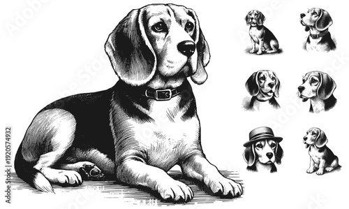 Beagle dog's sketch vector hand drawn illustration svg
