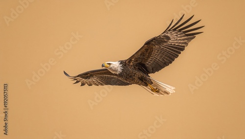 Bald Eagle in Flight Above a Sand-Colored Background During the Day in a Natu...