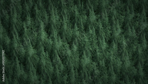 Dense Forest With Evergreen Trees Seen From Above During Daylight Hours