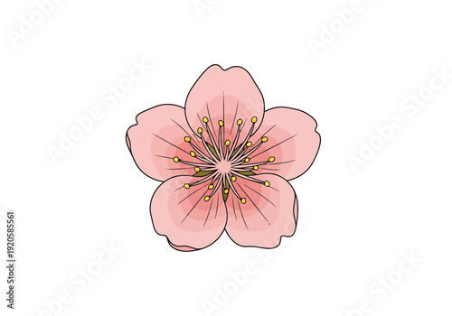 Delicate Pink Petals Forming A Single Blossom With Stamens And Pistil Isolated On White Background