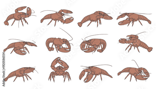 Multiple crawfish in various poses on white background