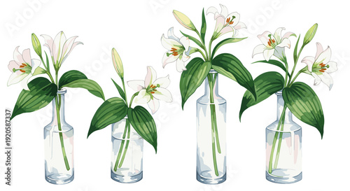 Elegant white lily flowers in glass vases