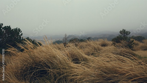 Green Plants Sway in the Wind on a Foggy Day in a Hilly Area With Distant Mou...