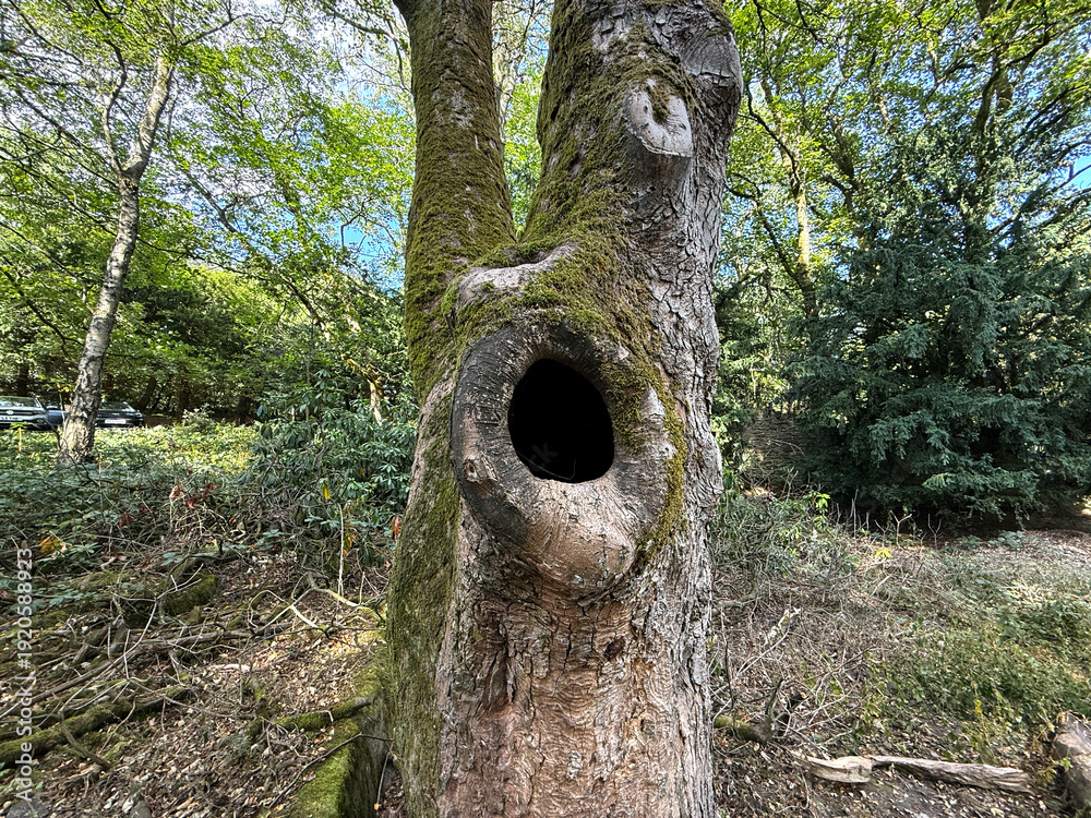 Obraz premium A mature woodland tree rises from the forest floor, its wide hollow ringed with soft green moss. Sunlight slips through the canopy above, casting a calm, dappled glow in St Ives, Bingley, UK.