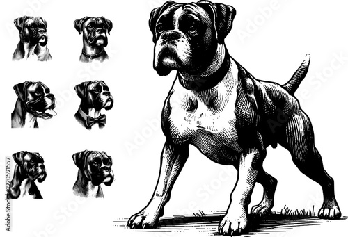 Line art drawing of Boxer dog's sketch vector hand drawn illustration svg