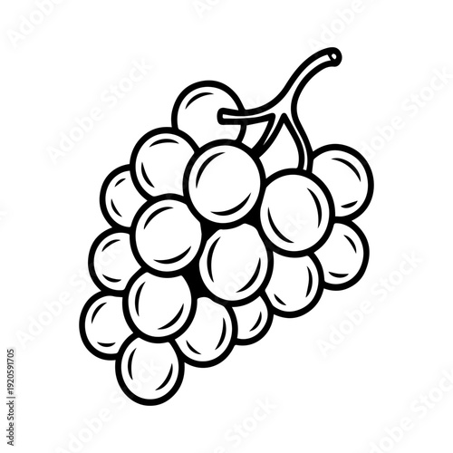 Concord Grapes Sketch Illustration of Fresh Fruit Bunch with Vine Stem