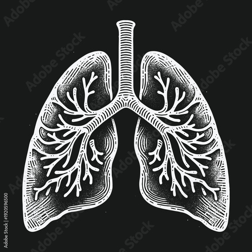 Anatomical Lungs Illustration: Detailed Respiratory System Depiction.