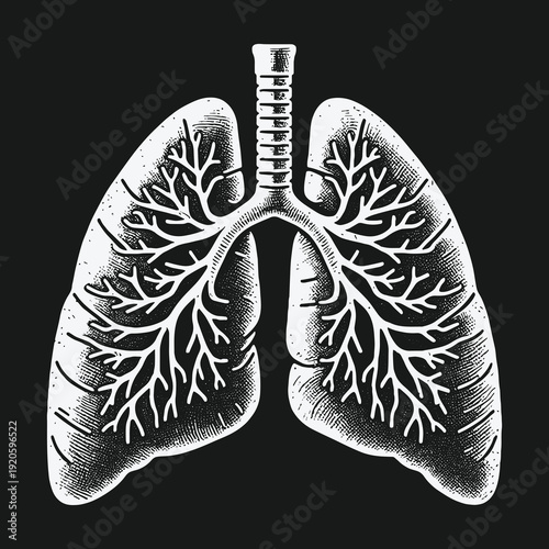 Detailed Anatomical Illustration of Human Lungs for Medical Purposes.