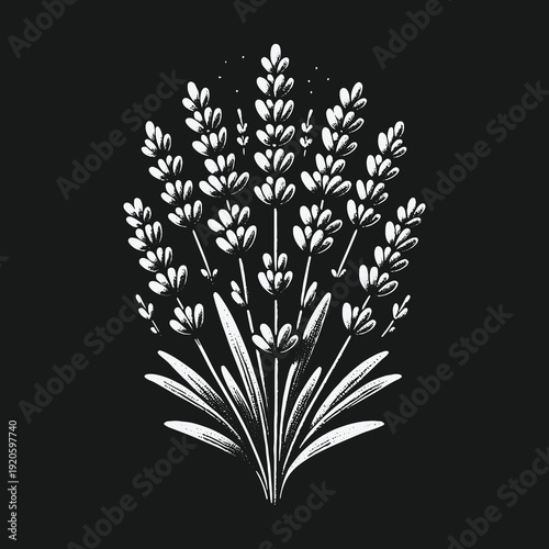 Elegant Lavender Illustration: A Minimalist Botanical Design on Black Background.
