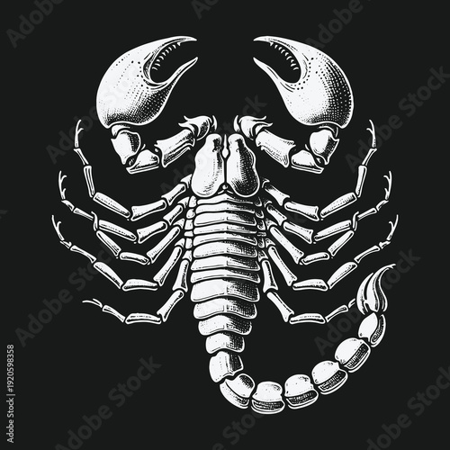 Detailed Scorpion Illustration with Intricate Line Work on Dark Background.