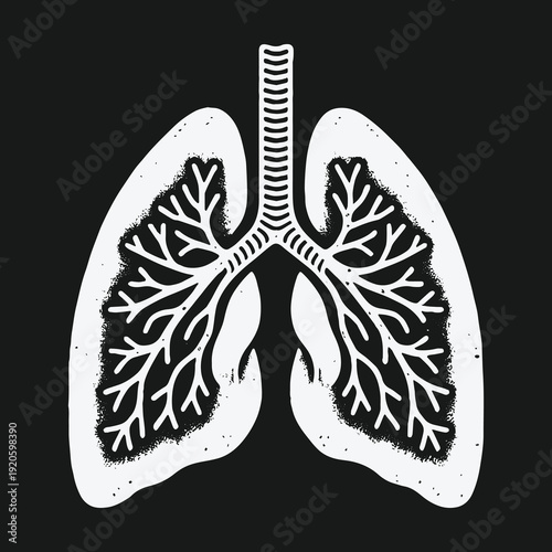 Anatomical Lungs Illustration: A Detailed View of the Respiratory System.