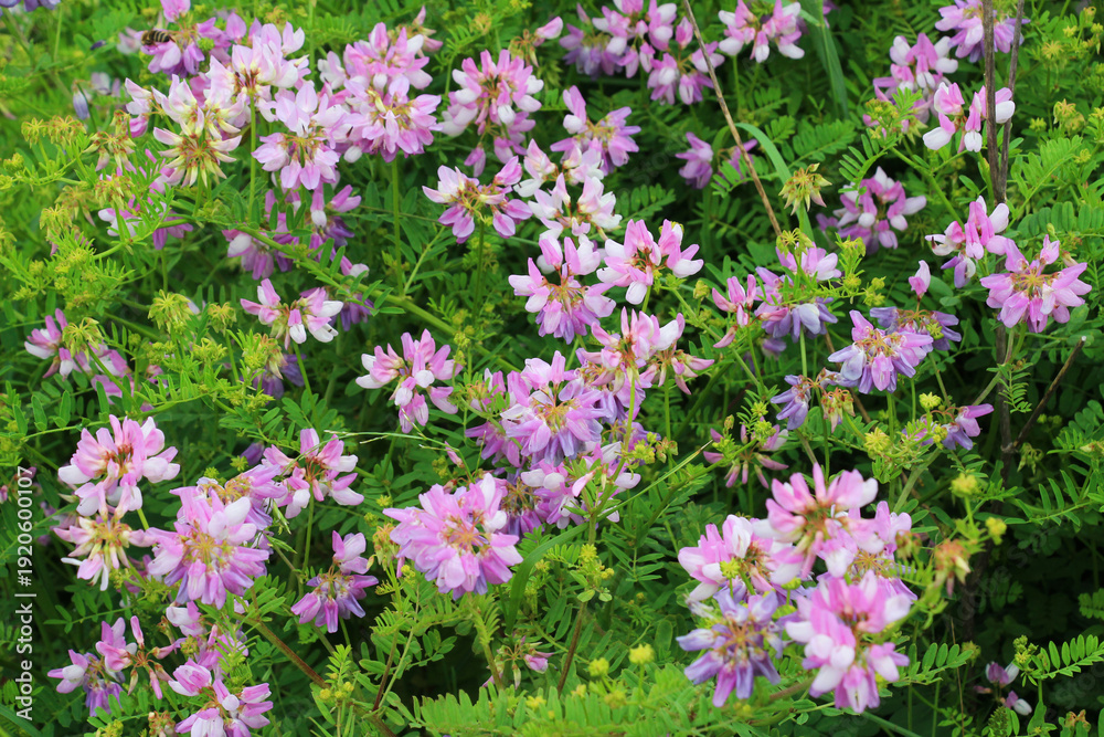 Fototapeta premium In nature, Securigera varia grows in herbs