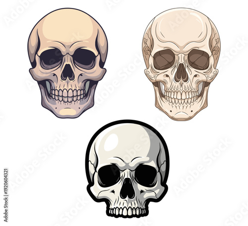 Human Skull Illustration Variety Set with Anatomical, Ornamental, and Sticker Styles