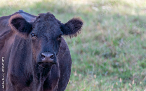 Black Angus cow  in rural pasture. 
