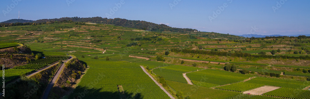 Fototapeta premium Weinberge Reben Winzer 