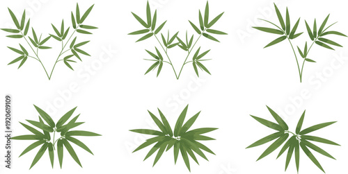Green Bamboo Leaf Branch Set with Tropical Botanical Foliage for Nature Design, Zen Garden Decoration, Spa Branding, and Eco Friendly Background Elements.