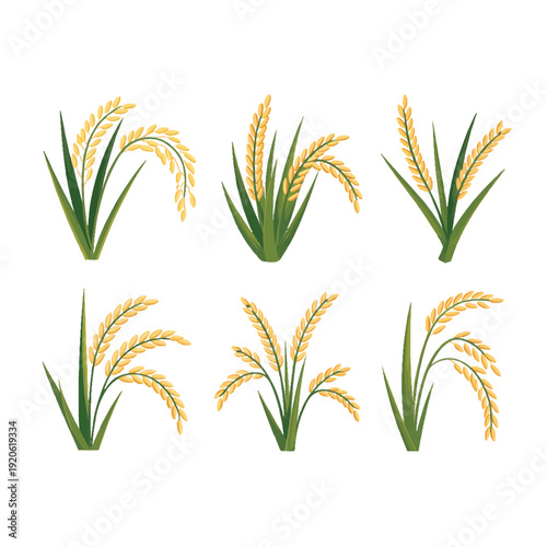 Set of six rice plant illustrations showing golden grain ears growing in green stalks ready for harvest collection