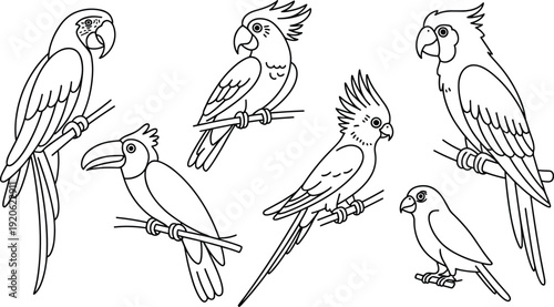 Collection of hand-drawn parrot and toucan outlines perched on branches in a simple illustrative style