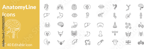Editable Human Anatomy Line Icons Set: Medical, Health & Education - Heart, Lungs, Brain, Organs, Systems
