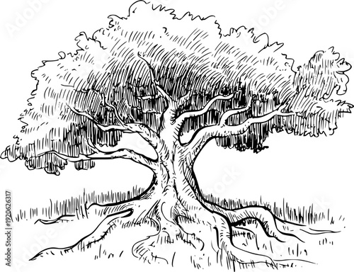 Detailed black and white of a large ancient oak tree with sprawling roots and textured foliage