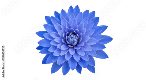 Vibrant blue flower isolated on transparent background