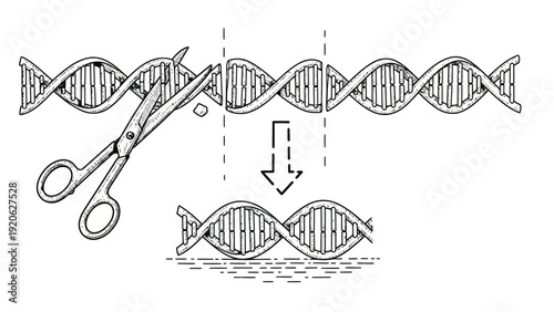Illustration of DNA editing: Scissors cut a DNA strand, removing a section. An arrow points down, emphasizing the editing process in genetic engineering.