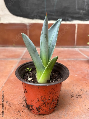 esquejes y macetas de crasas, cactus y aloe vera en baldosa rojiza
