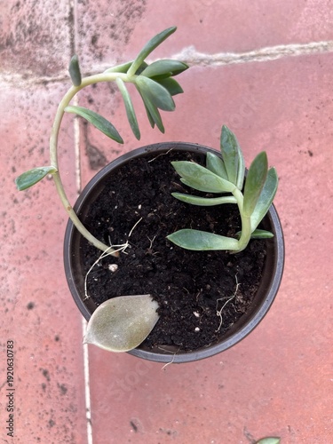 esquejes y macetas de crasas, cactus y aloe vera en baldosa rojiza