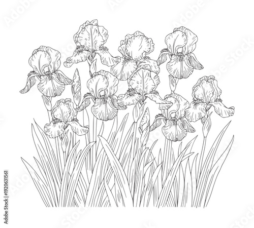 Black and white line of a cluster of iris flowers and leaves botanical outline