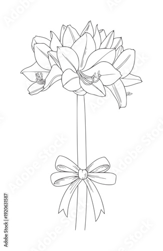 Black and white line of a single amaryllis flower with a bow ribbon stem