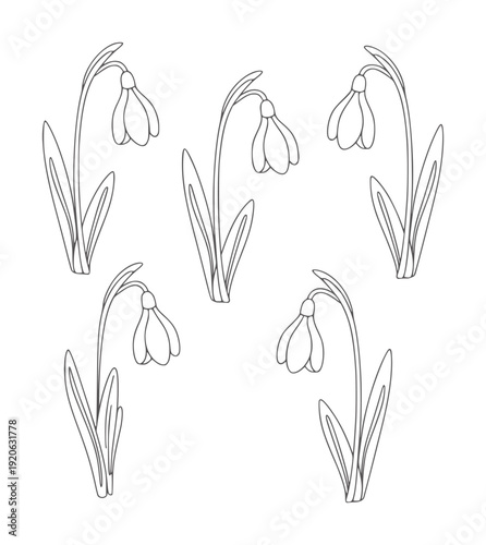 Black and white line of five snowdrop flowers with leaves plant nature spring