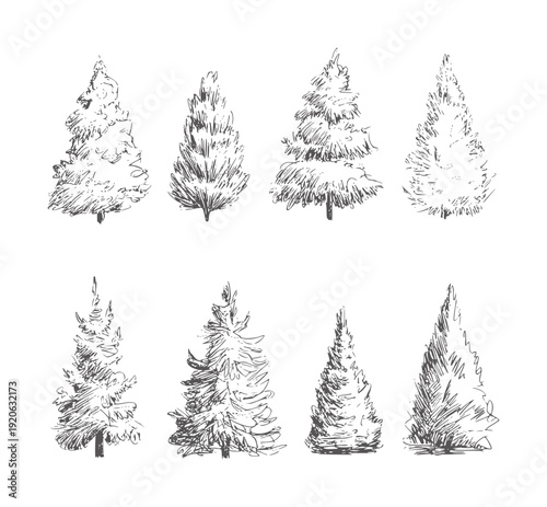 Eight hand drawn pencil of evergreen trees nature forest