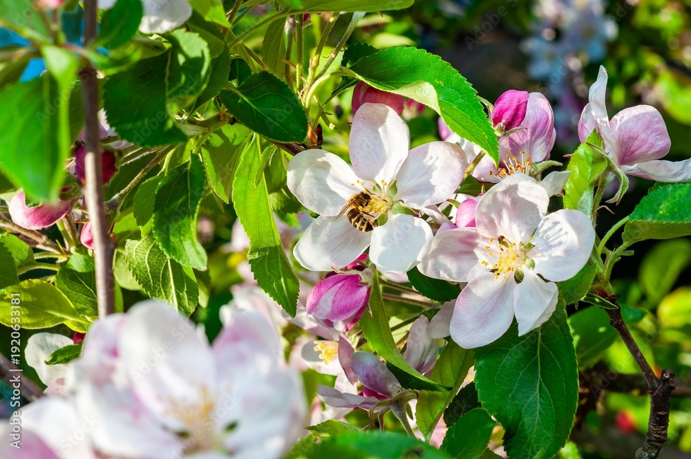 Fototapeta premium A honeybee is busily gathering pollen from the fresh, white blossoms of an apple tree in spring.