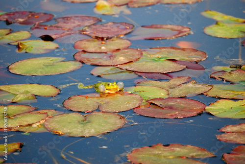 Ein grüner Frosch sitzt zwischen lila Seerosenblätter.