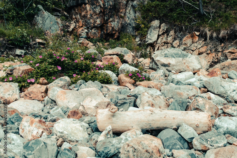 Obraz premium Beach Roses in the stones of Sand Beach