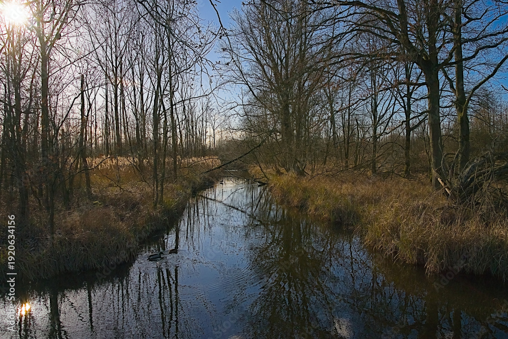 Fototapeta premium Rivulet with bare trees and golden reed under a blue sky in a polder forest in Kruibeke, Flanders, Belgium 