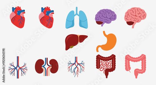 A collection of colorful, simplified illustrations of various human internal organs including heart, lungs, brain, liver, stomach, kidneys, and intestines.