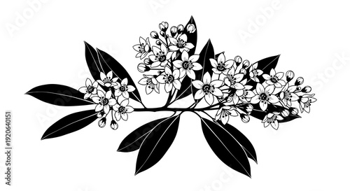 Creative details Mountain Laurel Blossom Icon vector illustration