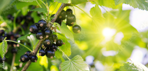 Blackcurrant berries on a bush in the garden.