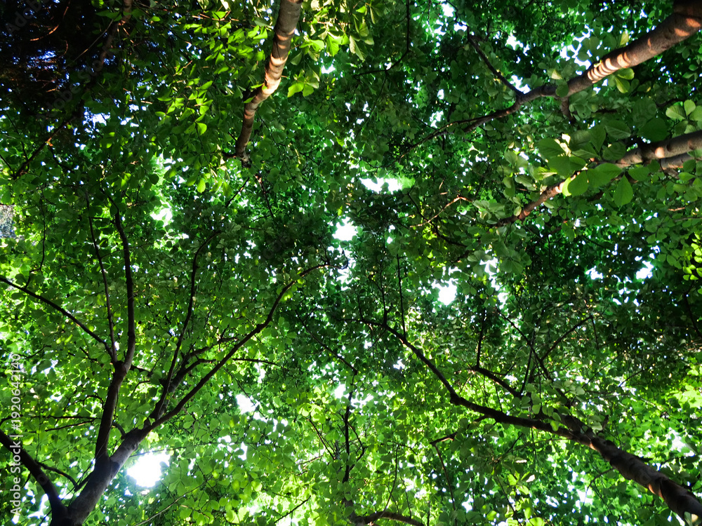 Fototapeta premium Forest Canopy View Looking Up Through Green Tree Branches and Leaves with Sunlight