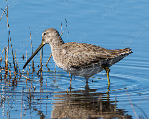 фотографія Wilson's Snipe in a Florida Marsh