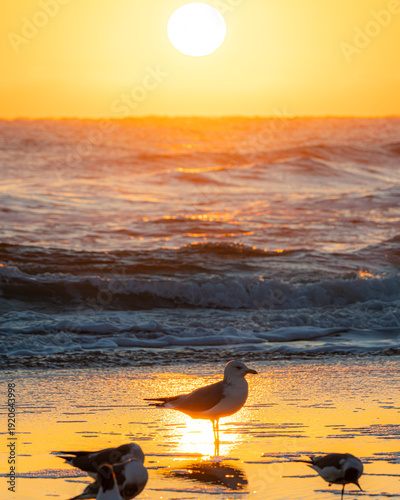 Vászonkép Seagulls in front of a Florida Beach Sunrise